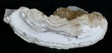 Partial Crystal Filled Fossil Clam - Rucks Pit, FL #5538-1